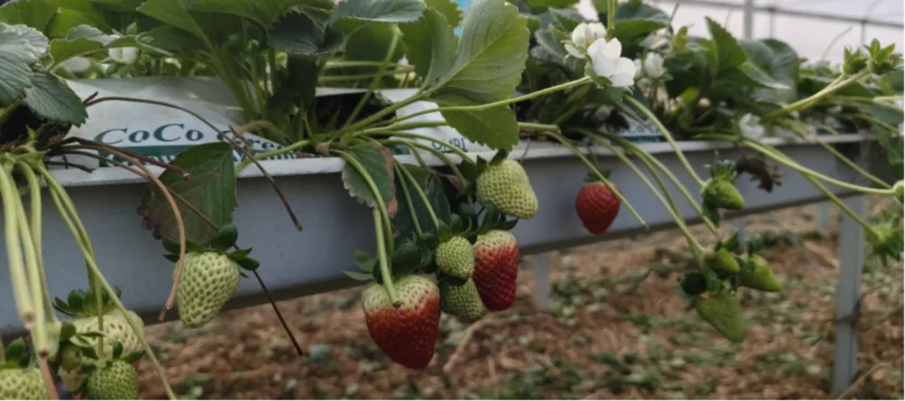 İlçe yoğurduyla meşhurdu! Şimdi çilek de ön planda... Kilosu 160 lira