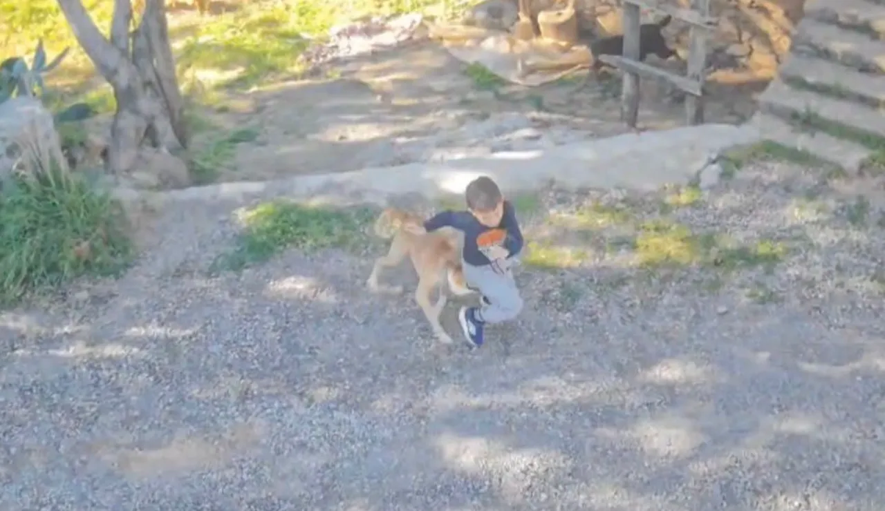 Sahipsiz köpeğin saldırdığı 7 yaşındaki çocuk hastanelik oldu