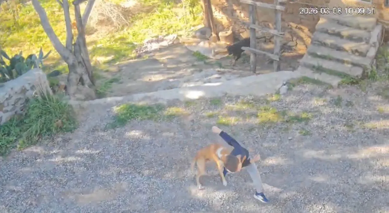 Sahipsiz köpeğin saldırdığı 7 yaşındaki çocuk hastanelik oldu