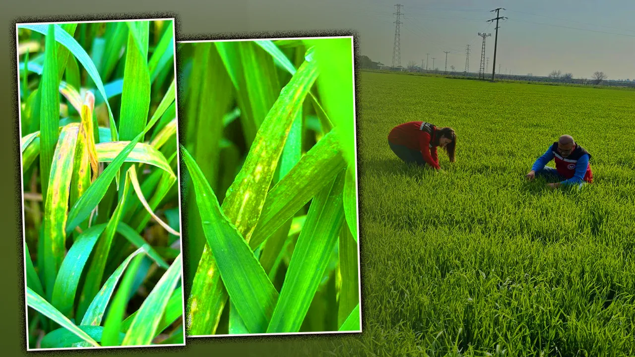 Çiftçinin yeni kabusu! Manisa’da görüldü: Verimi yüzde 50 düşürüyor 