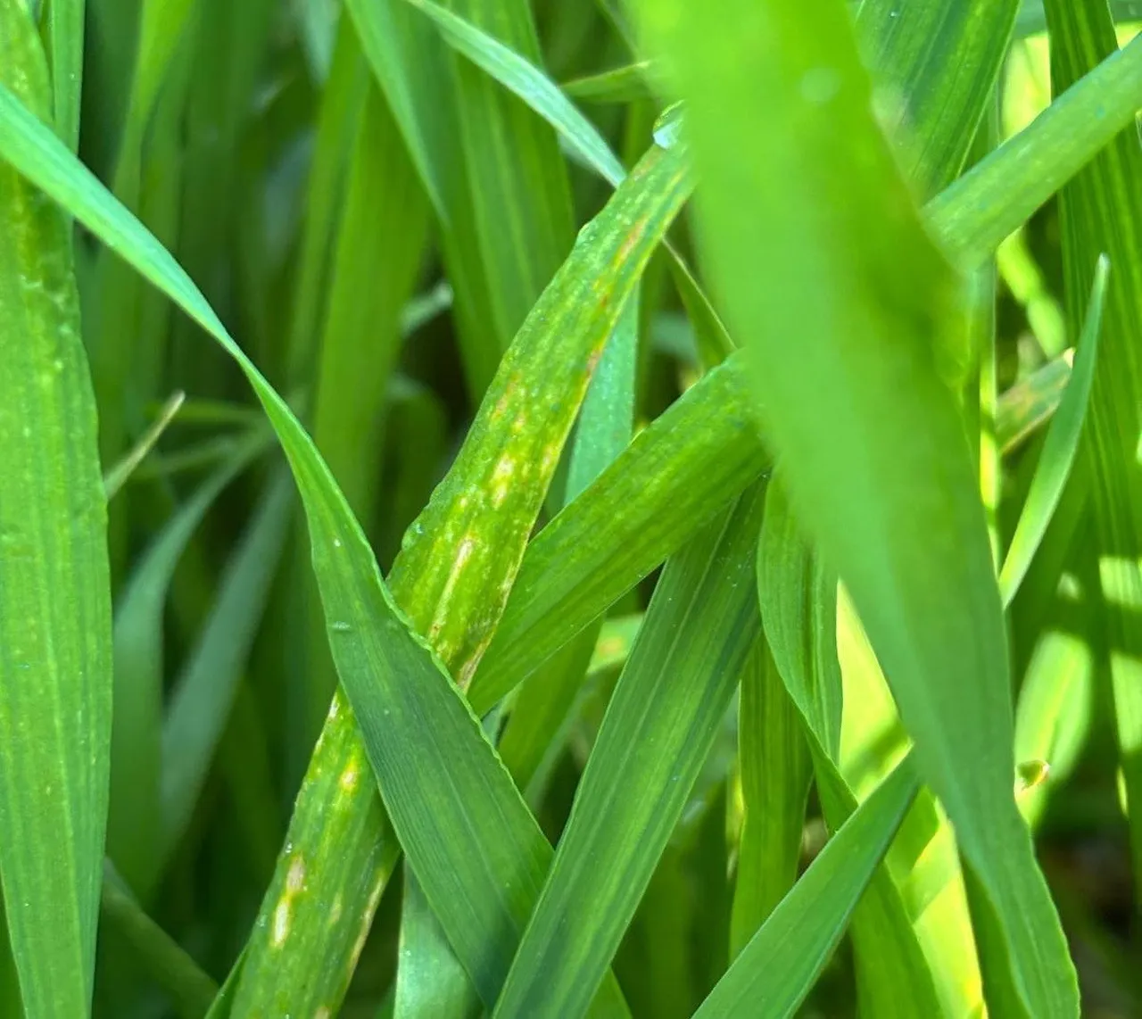 Çiftçinin yeni kabusu! Manisa’da görüldü: Verimi yüzde 50 düşürüyor