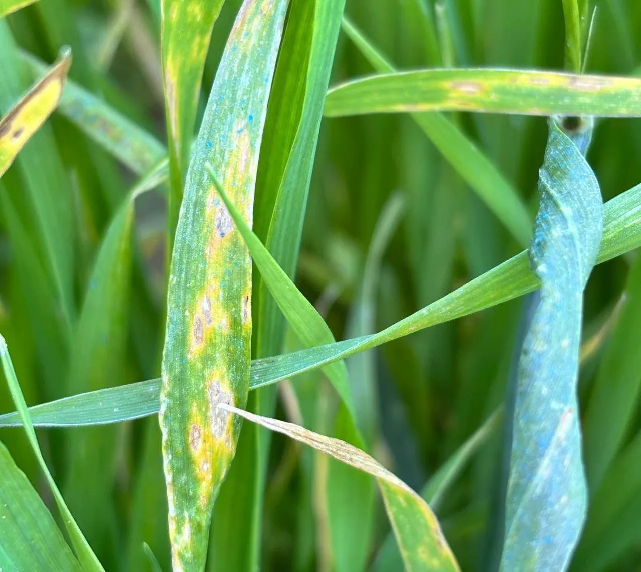 Çiftçinin yeni kabusu! Manisa’da görüldü: Verimi yüzde 50 düşürüyor