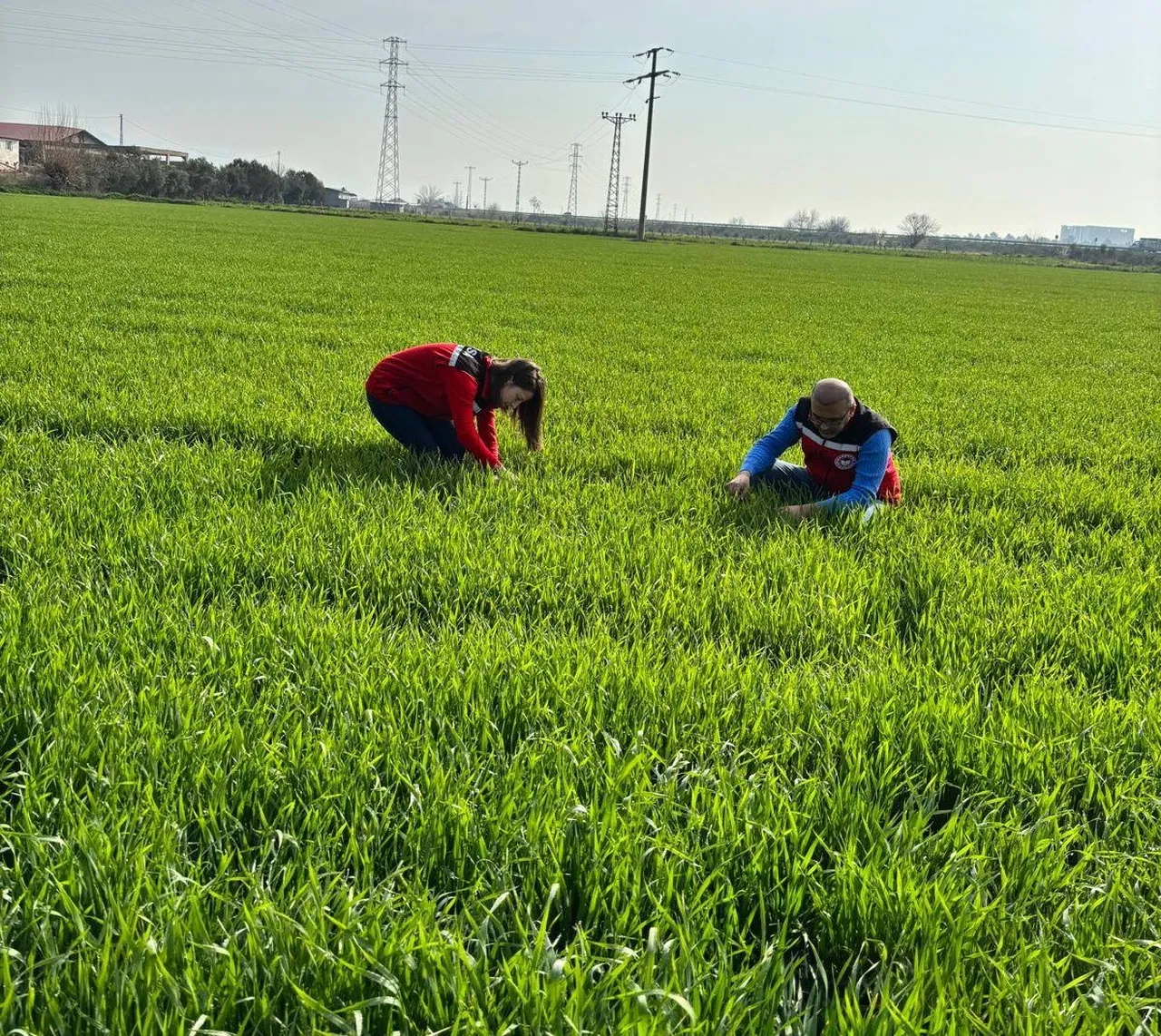 Çiftçinin yeni kabusu! Manisa’da görüldü: Verimi yüzde 50 düşürüyor