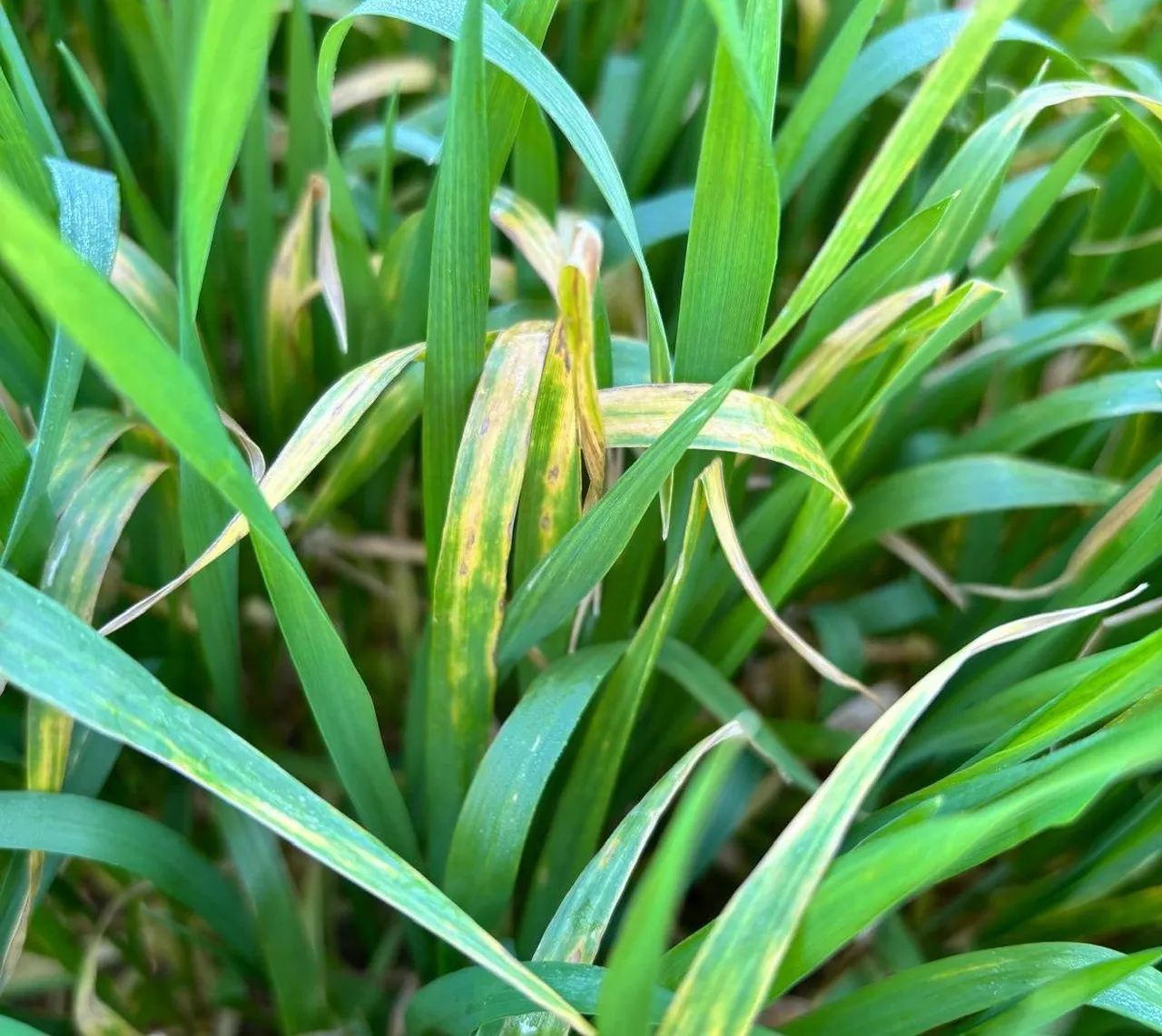 Çiftçinin yeni kabusu! Manisa’da görüldü: Verimi yüzde 50 düşürüyor