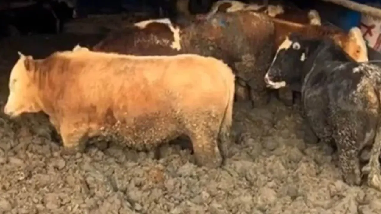 Görüntüler tepki çekmişti! Tarım ve Orman Bakanlığı, çamurun için beslenen hayvanlar için harekete geçti