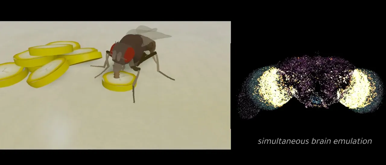 İlk kez bir canlının beyni bilgisayara yüklendi: Sıradaki hedef fareler ve insanlar