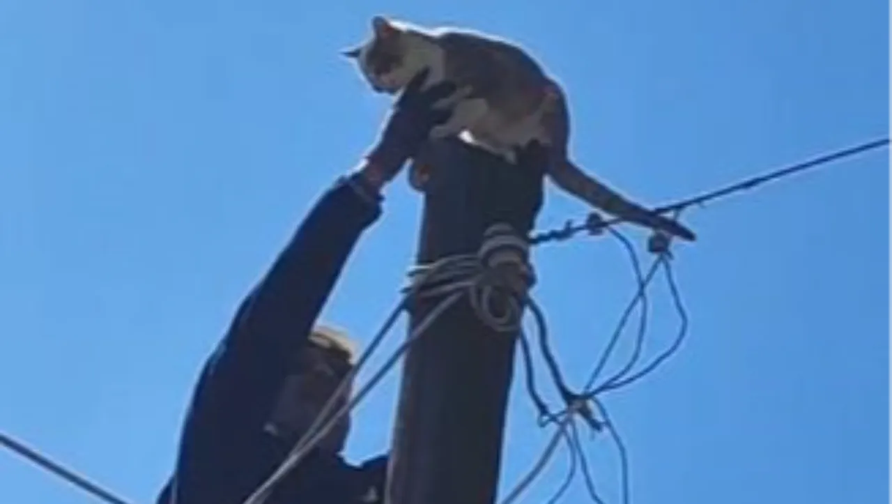 Artvin'de köpeklerden kaçıp elektrik direğine çıkan kedi kurtarıldı