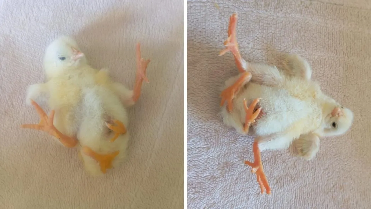 Diyarbakır'da ilginç olay! Dört ayaklı civciv görenleri şaşırtıyor