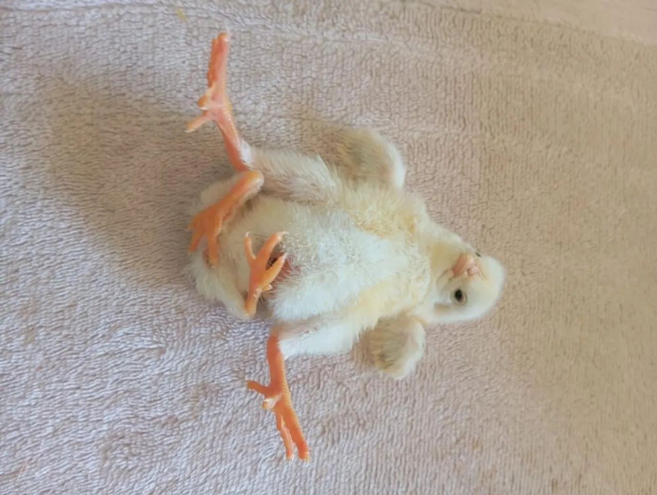 Diyarbakır'da ilginç olay! Dört ayaklı civciv görenleri şaşırtıyor