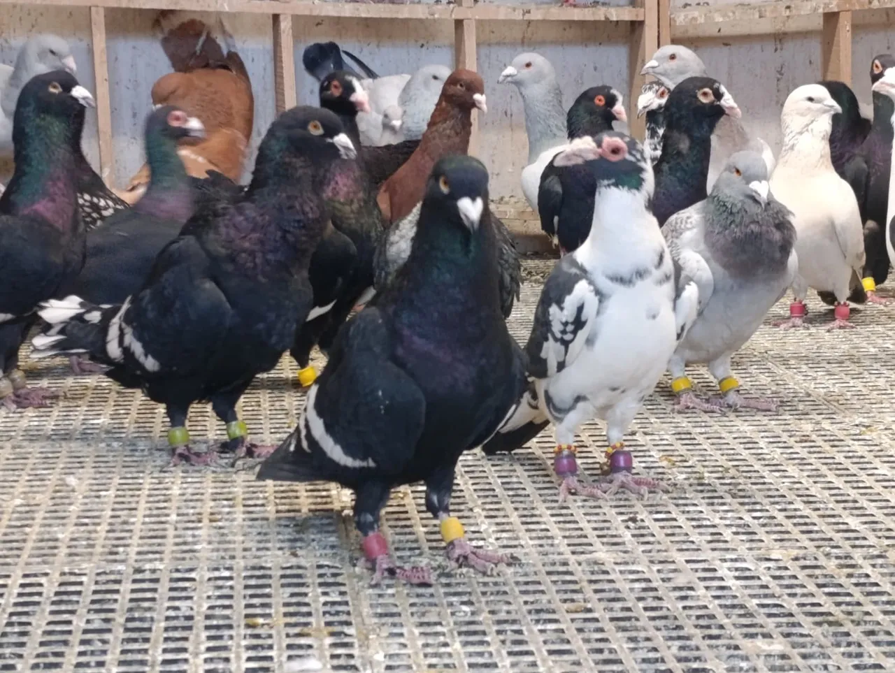 Memurluğu bırakıp bu işe girdi! Tanesini 1 milyon liraya satıyor