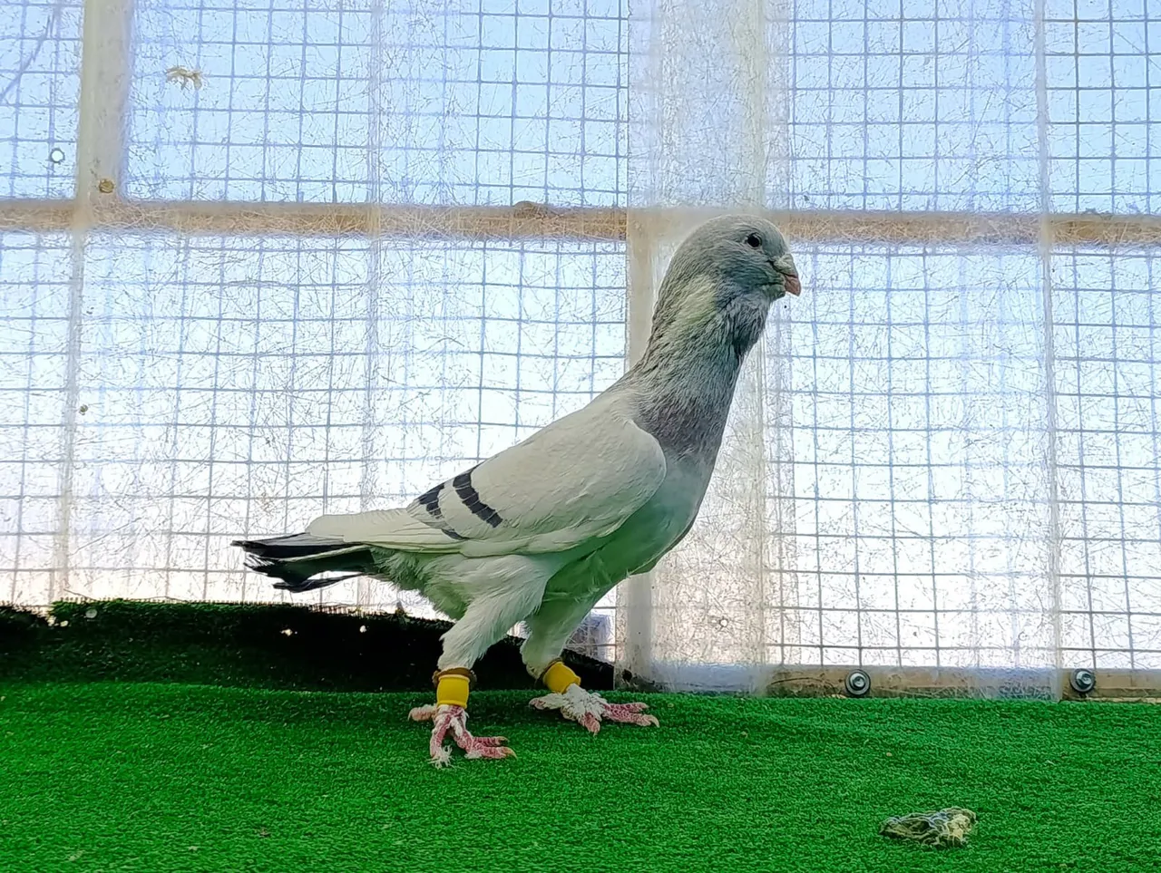 Memurluğu bırakıp bu işe girdi! Tanesini 1 milyon liraya satıyor