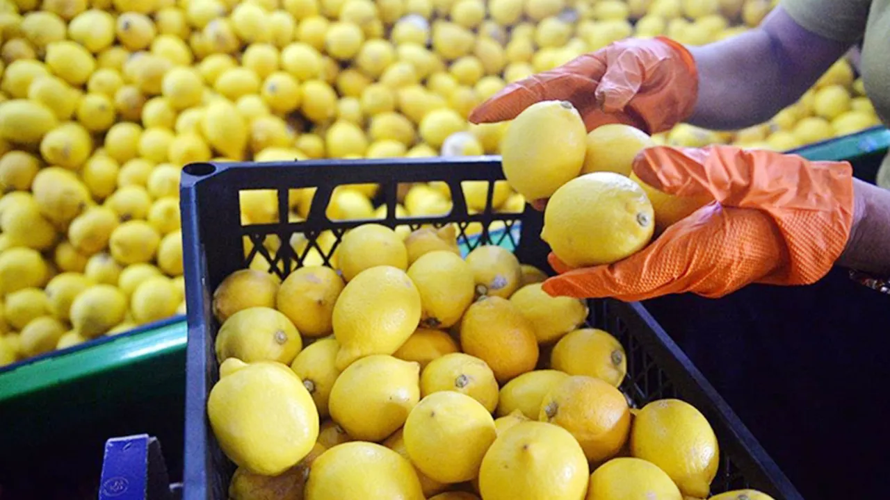 Tanesi 20 TL oldu! 1 yılda 300 bin ton kayıp