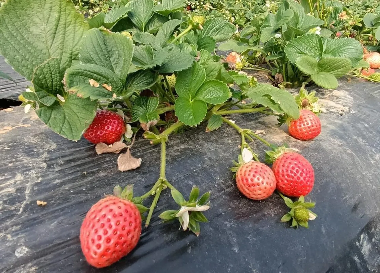 Yaz kış demeden 365 gün hasat veriyor! Alıcılar tarlada topluyor, çilek kapış kapış