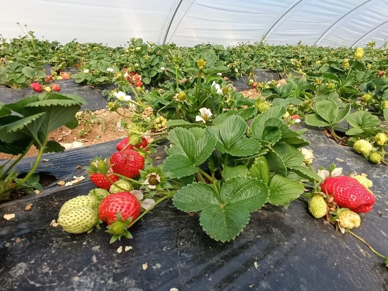 Yaz kış demeden 365 gün hasat veriyor! Alıcılar tarlada topluyor, çilek kapış kapış