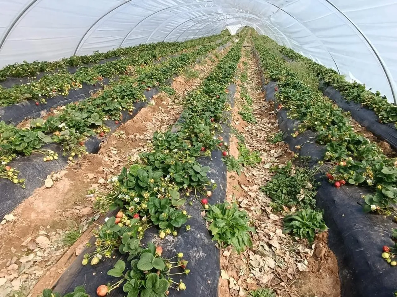 Yaz kış demeden 365 gün hasat veriyor! Alıcılar tarlada topluyor, çilek kapış kapış