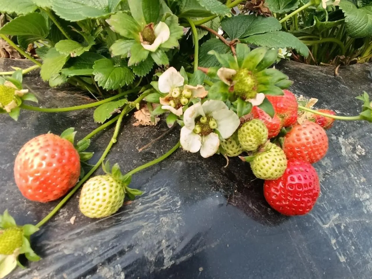 Yaz kış demeden 365 gün hasat veriyor! Alıcılar tarlada topluyor, çilek kapış kapış