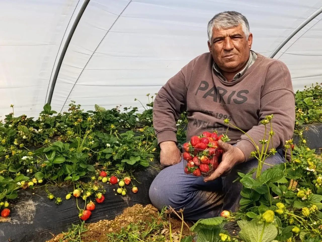 Yaz kış demeden 365 gün hasat veriyor! Alıcılar tarlada topluyor, çilek kapış kapış