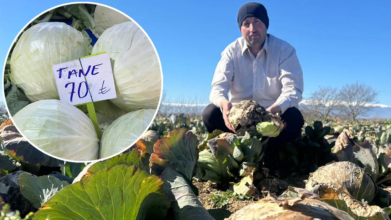 Pazarda 70 lira, tarlada çürüyor! Zarar eden üretici Tarım Kredi'ye çağrı yaptı