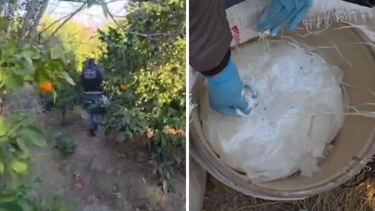 Portakal bahçesinde uyuşturucu alışverişi! 175 kilo ham madde ele geçirildi