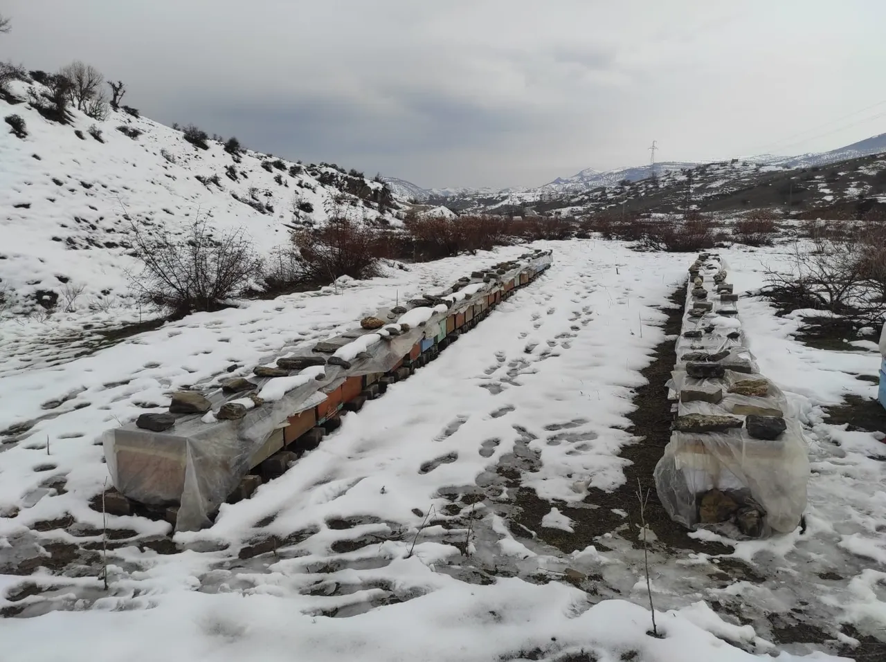 Şampiyon arılara vefa nöbeti: Tescilli kalite dondurucu soğuklara direniyor