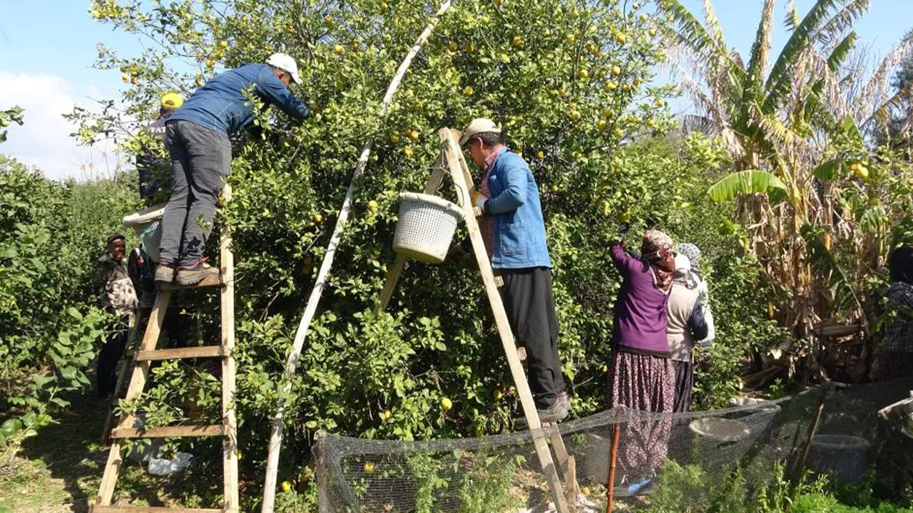 Çalışanların yüzde 70'i kadın! Hasadın sonuna gelindi... Geçen yıl 10 liraydı, bu yıl 50