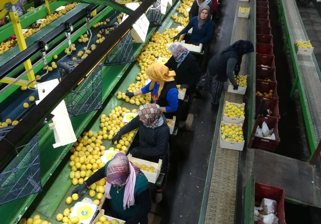 Çalışanların yüzde 70'i kadın! Hasadın sonuna gelindi... Geçen yıl 10 liraydı, bu yıl 50