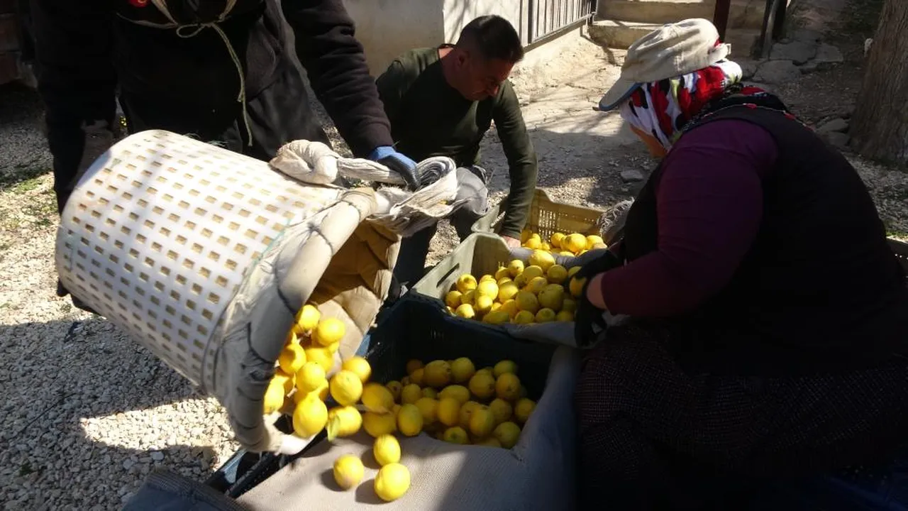 Çalışanların yüzde 70'i kadın! Hasadın sonuna gelindi... Geçen yıl 10 liraydı, bu yıl 50