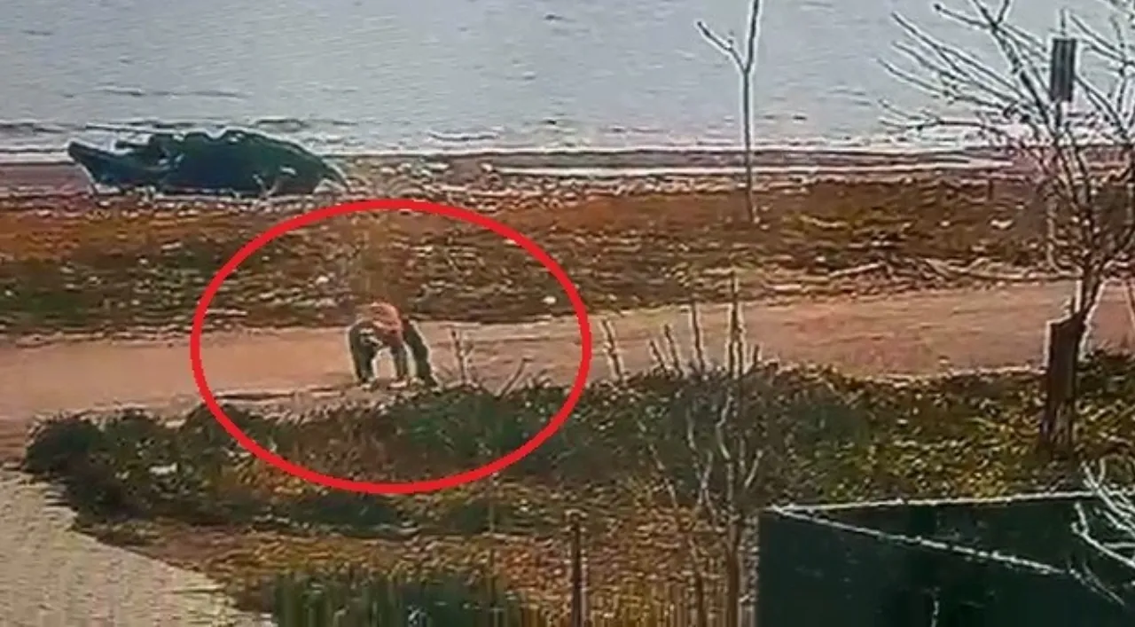 Samsun'da polisten kaçan hükümlü düşerek yakalandı: O anlar kamerada