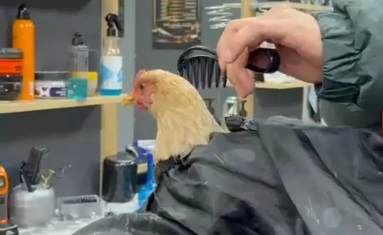 Siirt'te sosyal medya akımı! Tavuğu tıraş edip bayrama hazırladı