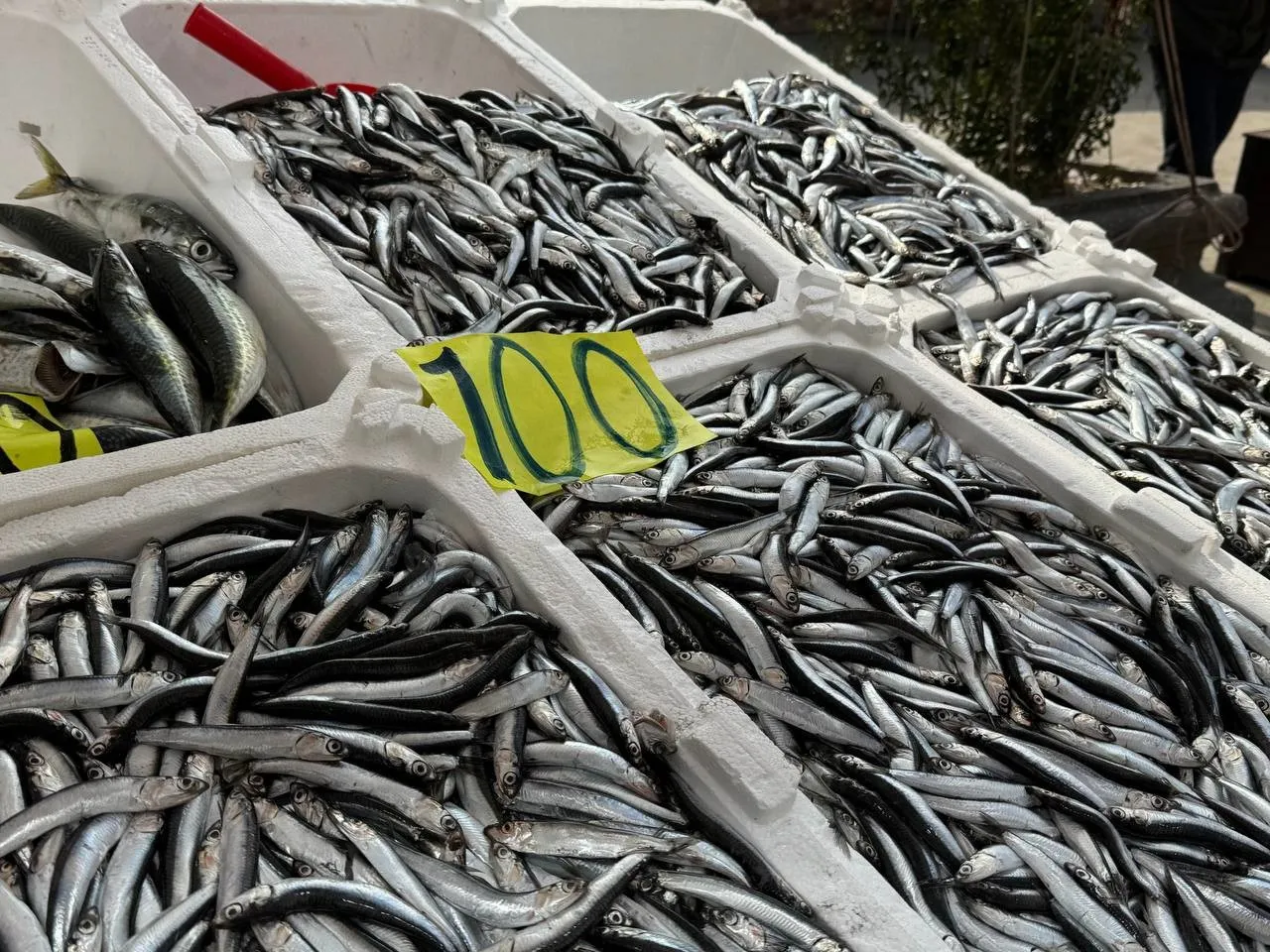 Tezgahların en ucuz balığı! Hamsi yok satıyor