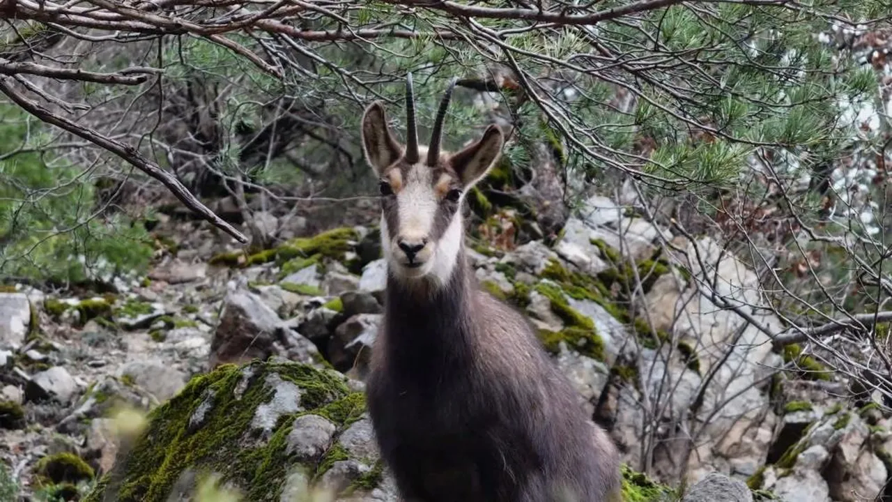 Türkiye’de en düşük rakımda sadece orada görülüyor!
