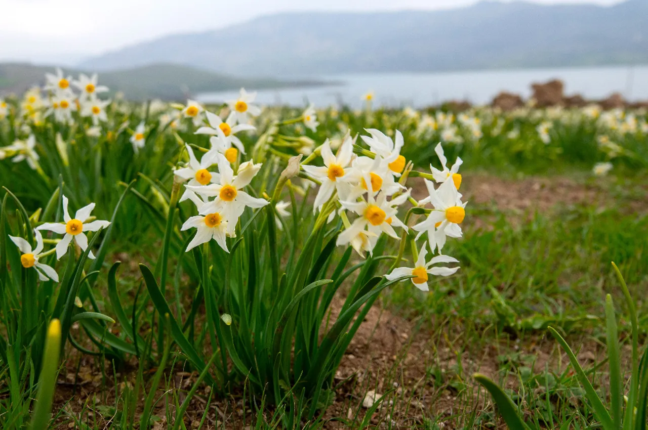 Baharın habercisi Üçkaya nergisleri doğaseverleri bekliyor