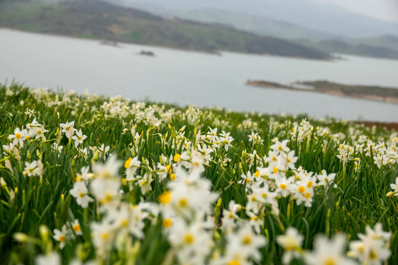 Baharın habercisi Üçkaya nergisleri doğaseverleri bekliyor!