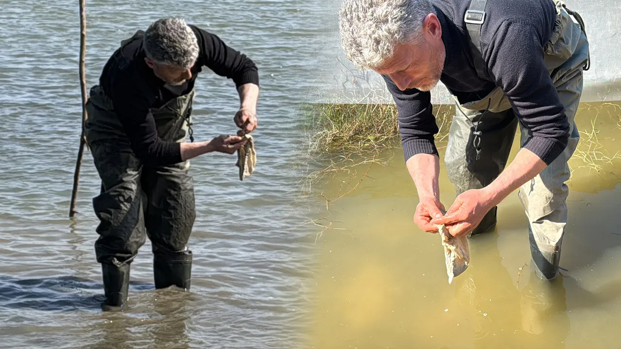 Buz gibi suda zorlu av! Şifa için toplanıyor, bulması saatler sürüyor