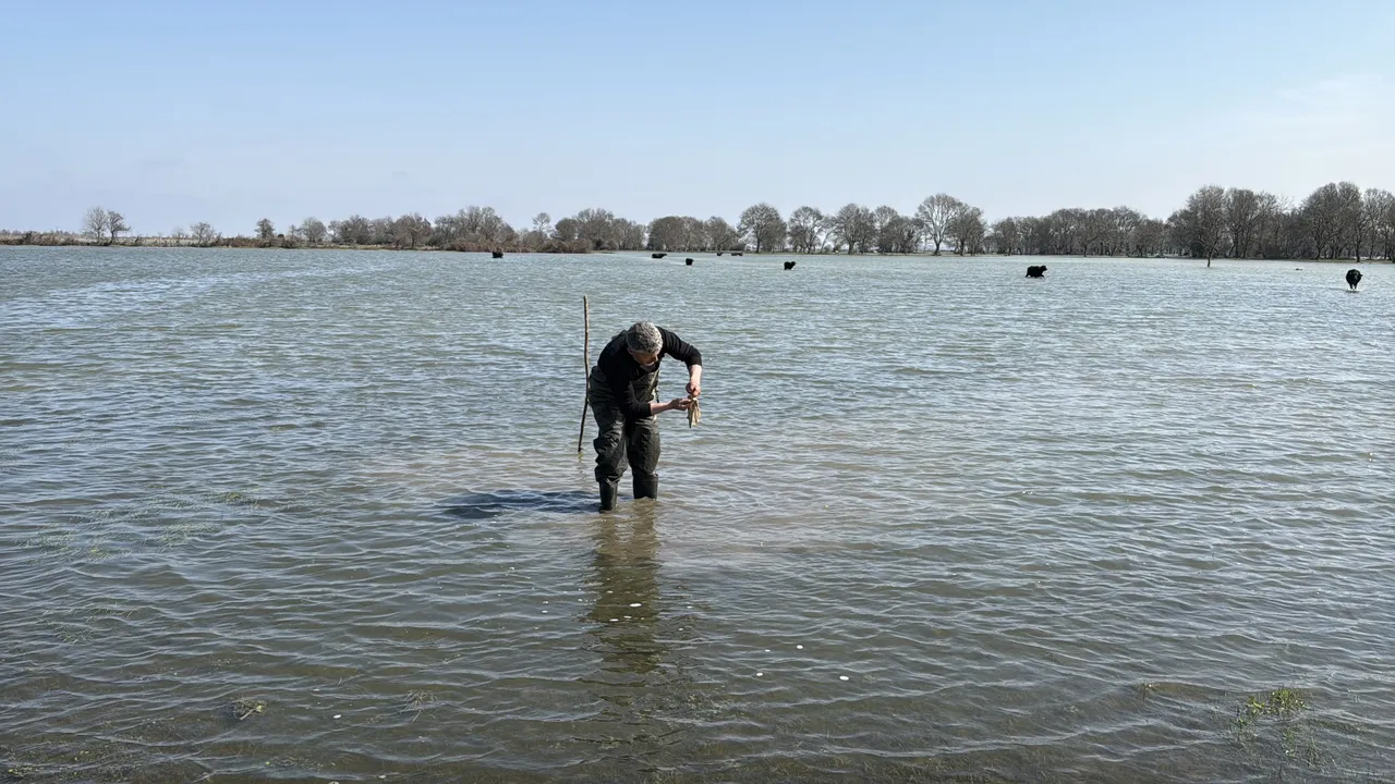 Buz gibi suda zorlu av! Şifa için toplanıyor, bulması saatler sürüyor