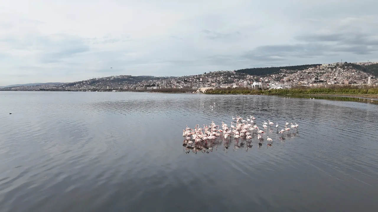 Dip çamuru gitti, allı turnalar geldi: İzmit Körfezi’nde flamingo sayısı ikiye katlandı!