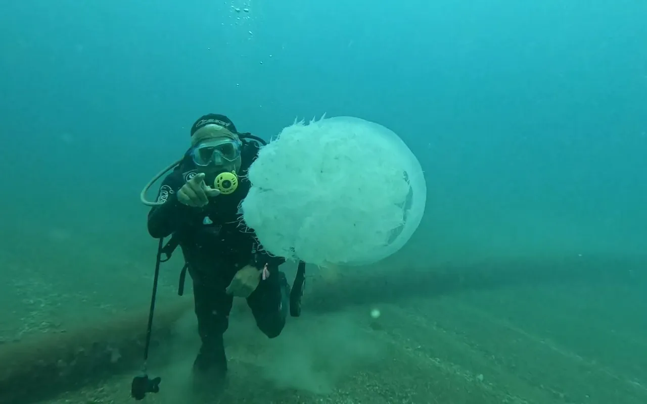 Kızıldeniz’den gelip Antalya’yı sardı, yüzlerce var! 5 metrekareye bir tane düşüyor