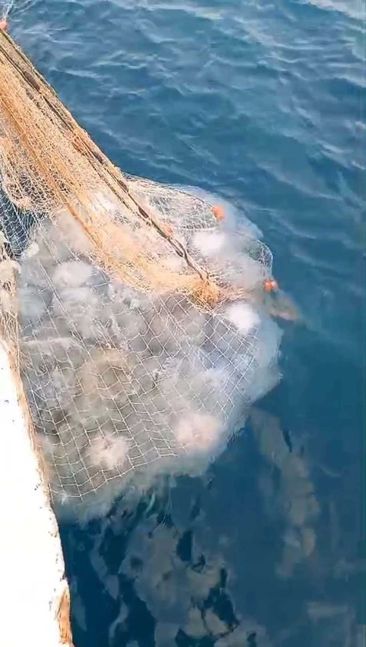 Kızıldeniz’den gelip Antalya’yı sardı, yüzlerce var! 5 metrekareye bir tane düşüyor