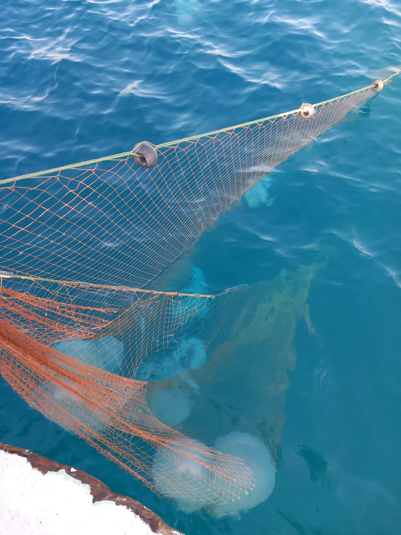 Kızıldeniz’den gelip Antalya’yı sardı, yüzlerce var! 5 metrekareye bir tane düşüyor