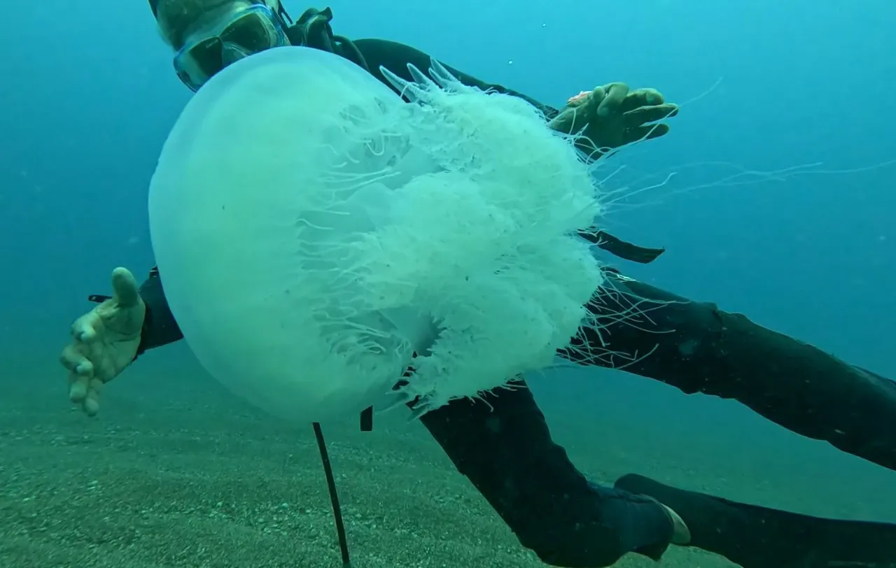 Kızıldeniz’den gelip Antalya’yı sardı, yüzlerce var! 5 metrekareye bir tane düşüyor