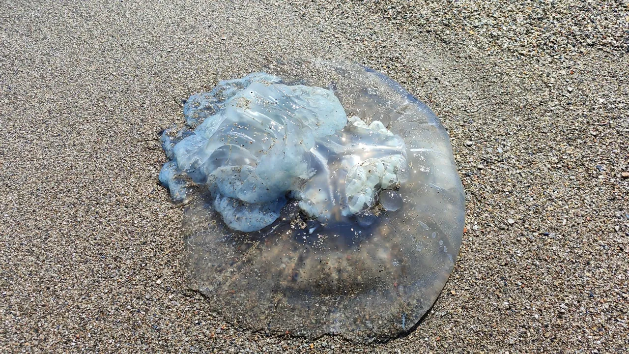 Kızıldeniz’den gelip Antalya’yı sardı, yüzlerce var! 5 metrekareye bir tane düşüyor