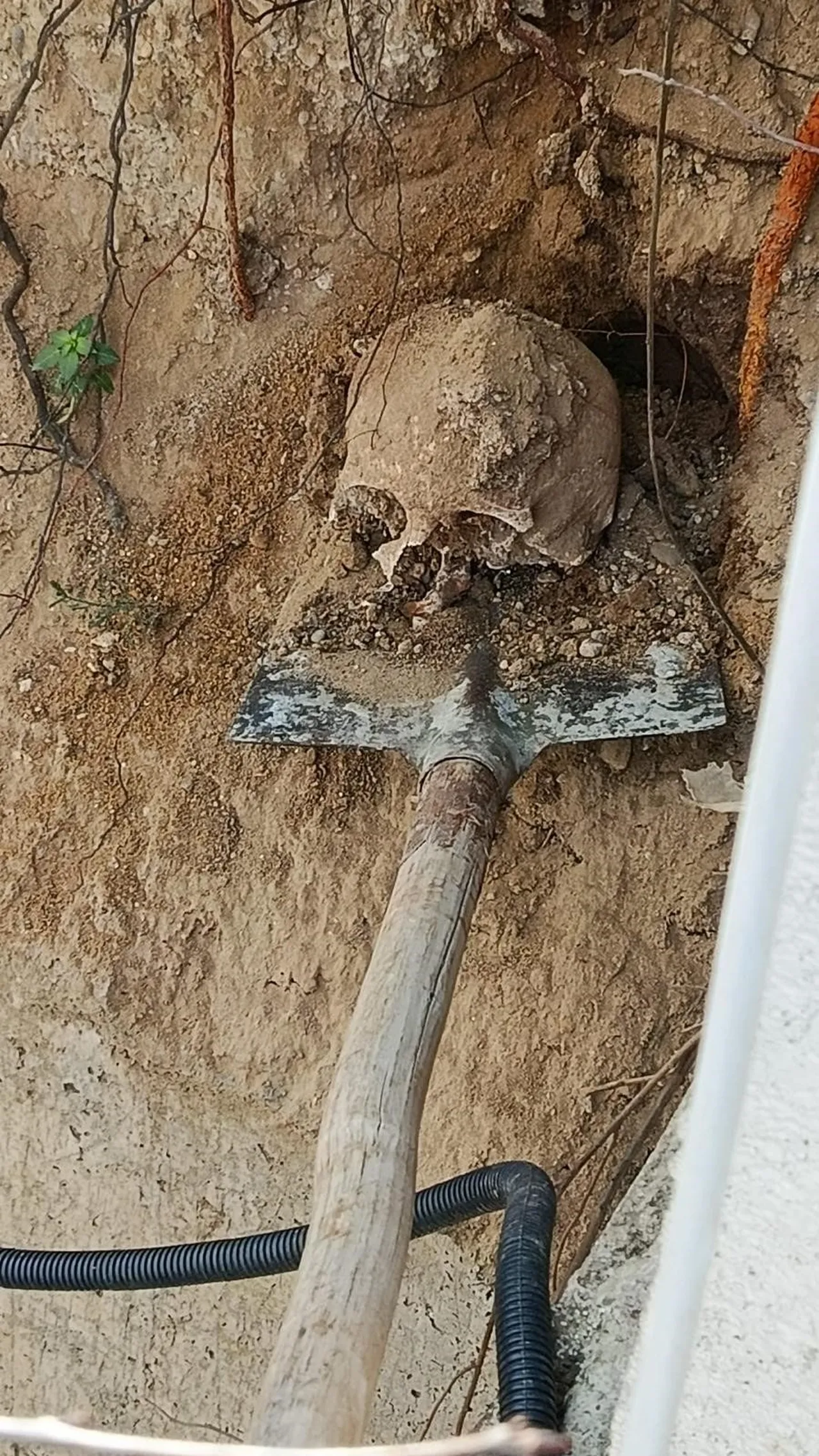 Kocaeli'de fidan dikerken ortaya çıkardılar: Mahalleli korkudan dışarı çıkamıyor