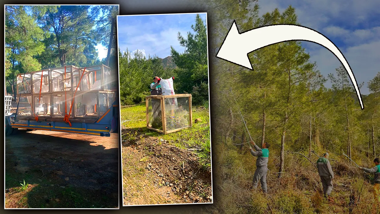 Marmara ve Akdeniz’in kabusu şimdi de Ege’de! Dokunanı öldürebilir