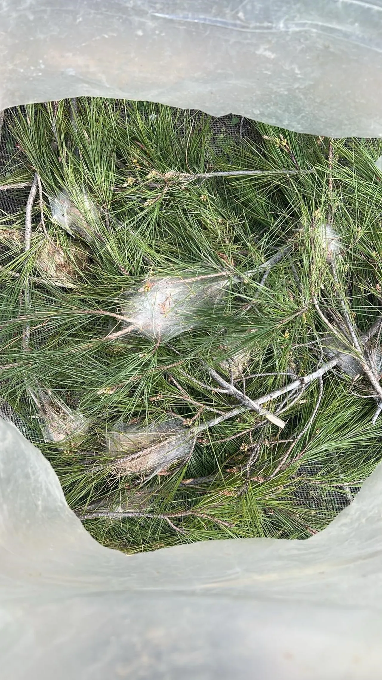 Marmara ve Akdeniz’in kabusu şimdi de Ege’de! Dokunanı öldürebilir