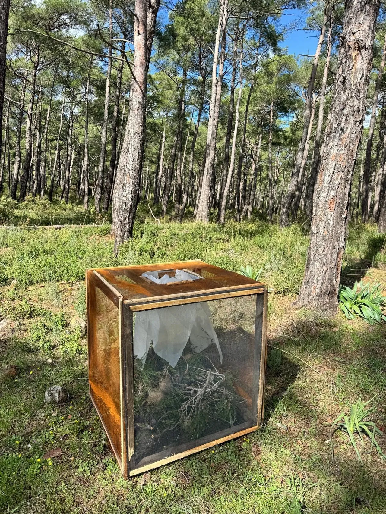 Marmara ve Akdeniz’in kabusu şimdi de Ege’de! Dokunanı öldürebilir