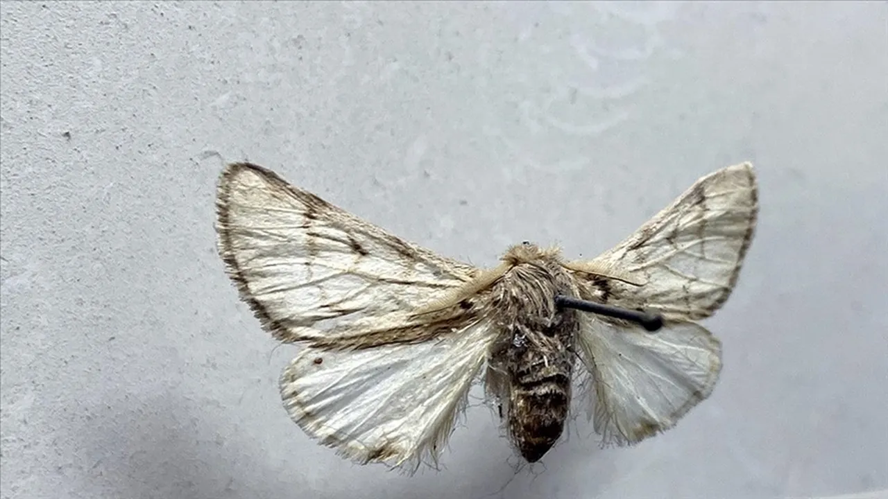 Marmara ve Akdeniz’in kabusu şimdi de Ege’de! Dokunanı öldürebilir