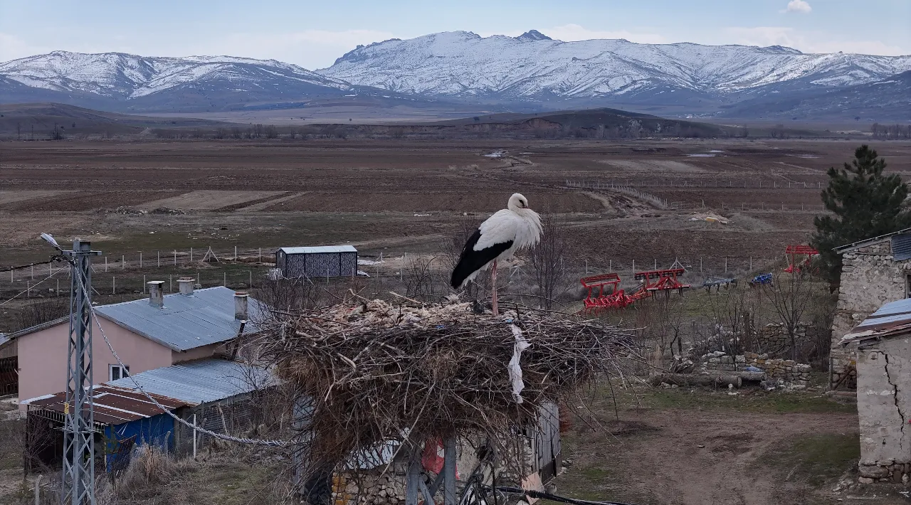 Yıllardır aynı adres, aynı sadakat: Sivas'ta leylekler yuvalarına döndü