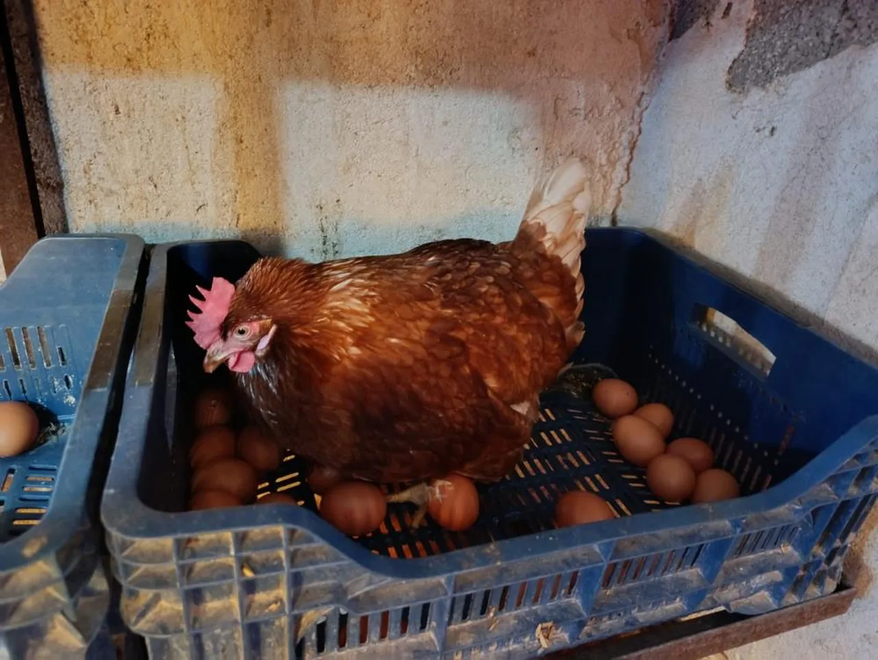 50 tavukla başladı, 400'e çıktı! Kira ödemekten bıkınca hayatının fırsatını yakaladı