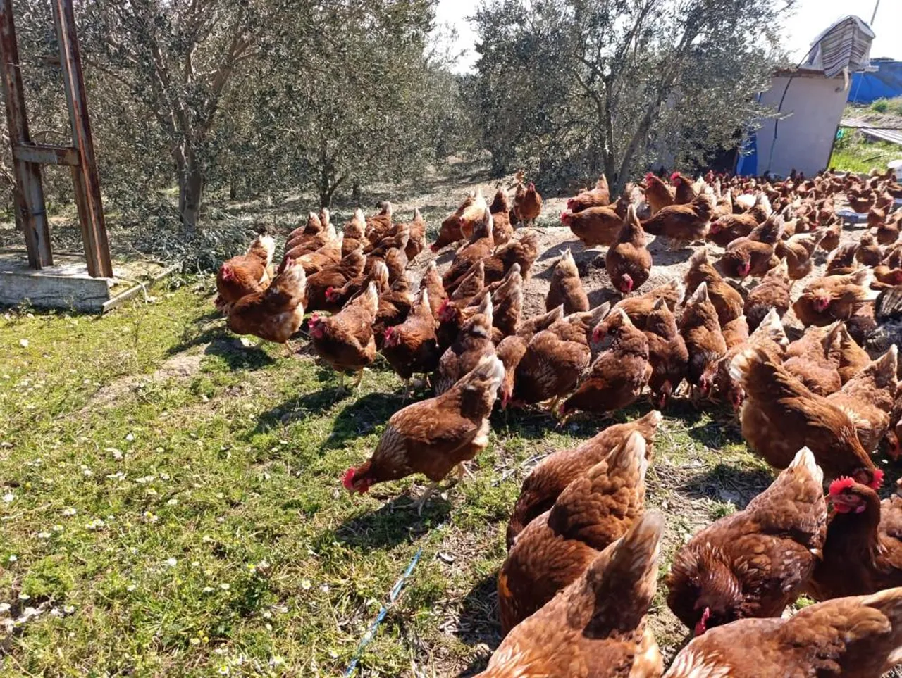 50 tavukla başladı, 400'e çıktı! Kira ödemekten bıkınca hayatının fırsatını yakaladı