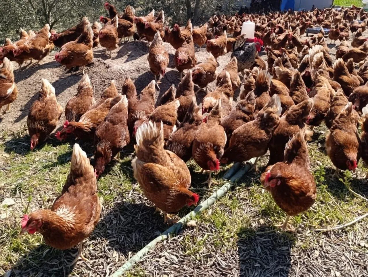 50 tavukla başladı, 400'e çıktı! Kira ödemekten bıkınca hayatının fırsatını yakaladı